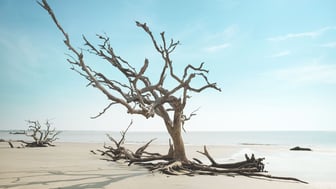 Bare, weathered driftwood tree standing on a wide sandy Georgia beach, its roots and several fallen trunks spread across the sand, with calm water and a pale blue sky behind.